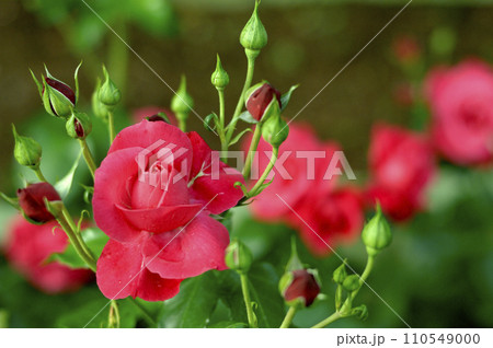 バラ園でみた花 110549000