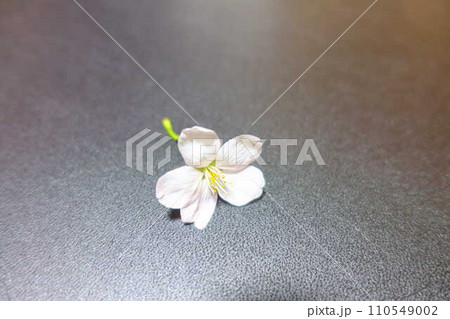満開の桜　桜　さくら　桜　桜の花　花びら　ソメイヨシノ 110549002