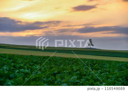 富良野・美瑛 110549089