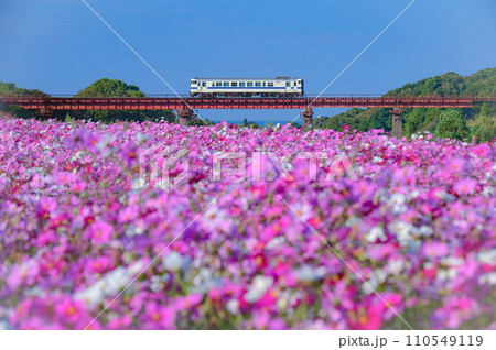 コスモス畑を進むローカル列車① 110549119