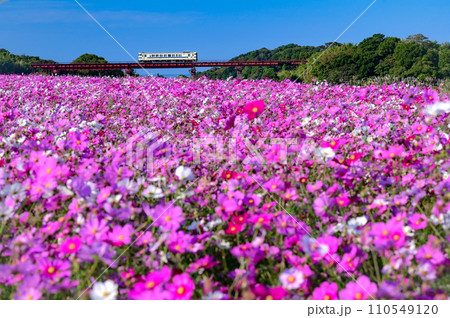 コスモス畑を進むローカル列車② 110549120