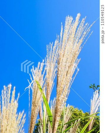 秋晴れの青空に映えるススキ(芒、薄)の花穂 秋晴れの青空に映えるススキ(芒、薄)の花穂 110549125