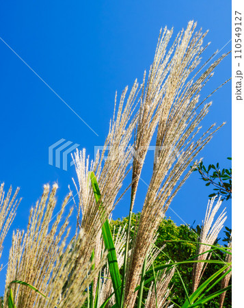 秋晴れの青空に映えるススキ（芒、薄）の花穂 110549127