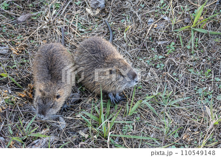 ヌートリア 110549148