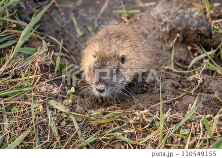 ヌートリア 110549155