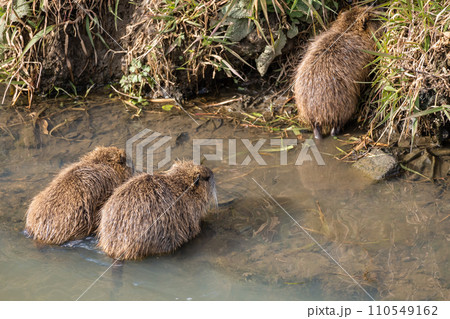 用水路の中のヌートリア 110549162