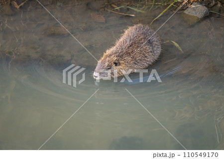用水路に入るヌートリア 110549170