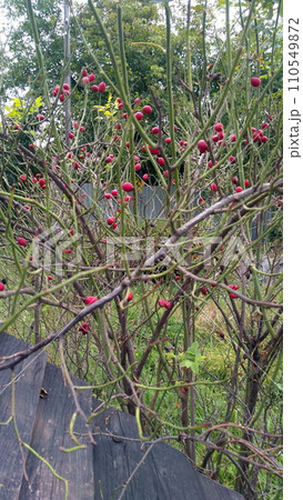 Rose hip berries on branches Rose hip berries on branches 110549872