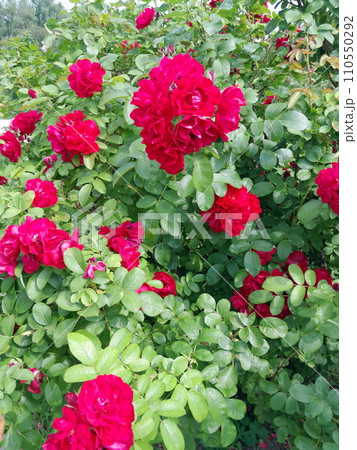 Beautiful garden red roses with green foliage 110550292