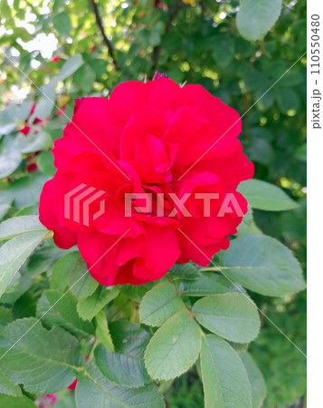 Beautiful garden red rose with green foliage 110550480