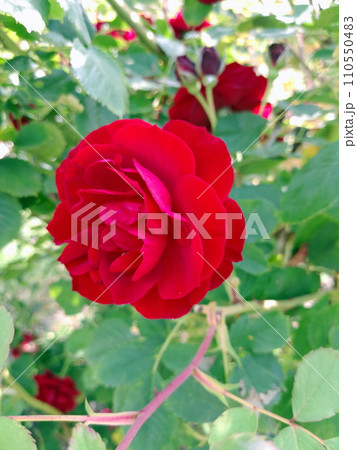 Beautiful garden red rose with green foliage 110550483