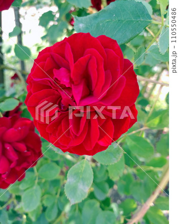 Beautiful garden red roses with green foliage 110550486