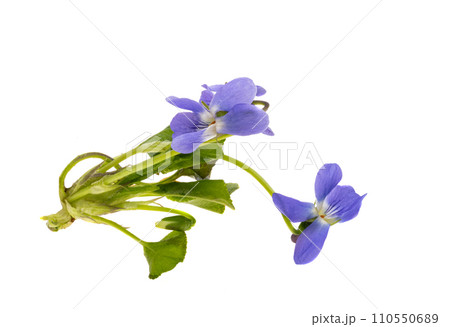 wild violets isolated 110550689