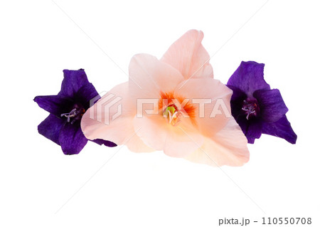 gladiolus flowers isolated gladiolus flowers isolated 110550708