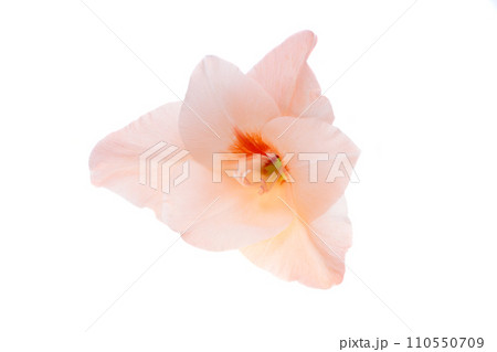 gladiolus flowers isolated 110550709