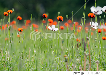 beautiful poppies on the meadow beautiful poppies on the meadow 110550765