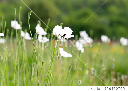 beautiful poppies on the meadow 110550766