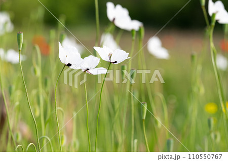beautiful poppies on the meadow beautiful poppies on the meadow 110550767