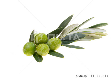branch with green olives isolated branch with green olives isolated 110550814