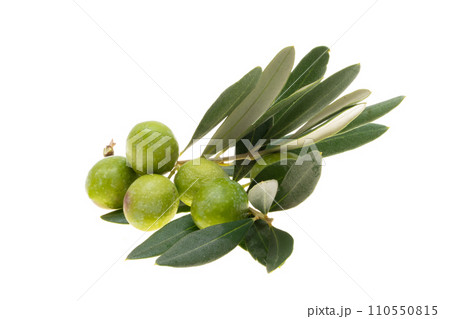 branch with green olives isolated branch with green olives isolated 110550815