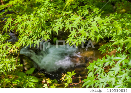 新緑のもみじと清らかな流れ 110550855