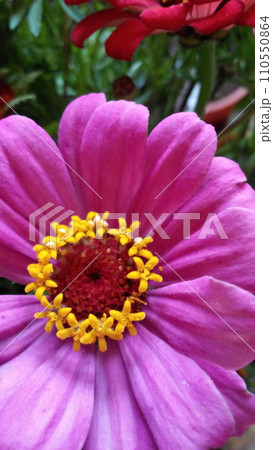 Zinnia bright pink flower 110550864