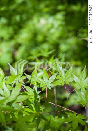 爽やかな新緑のモミジ 110550980