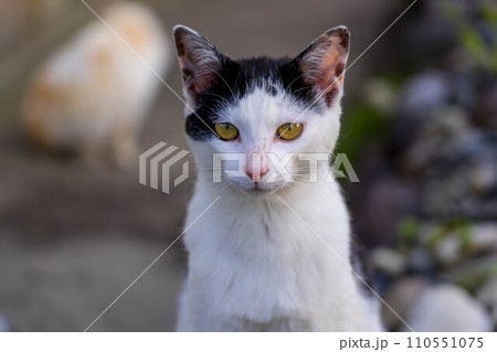 ラスボス～白黒猫～ 110551075