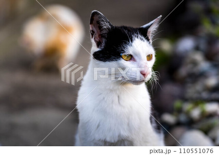 ラスボス~白黒猫~ ラスボス~白黒猫~ 110551076