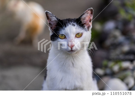 ラスボス~白黒猫~ ラスボス~白黒猫~ 110551078