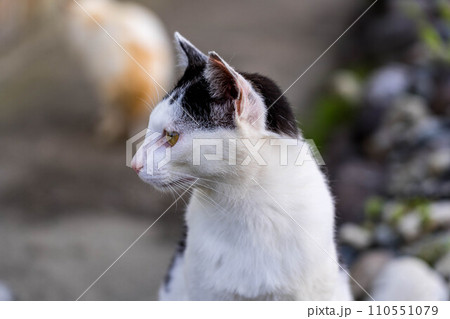 ラスボス～白黒猫～ 110551079