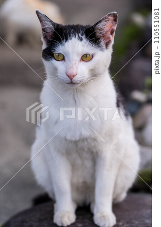ラスボス~白黒猫~ ラスボス~白黒猫~ 110551081
