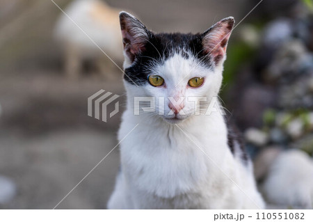 ラスボス~白黒猫~ ラスボス~白黒猫~ 110551082