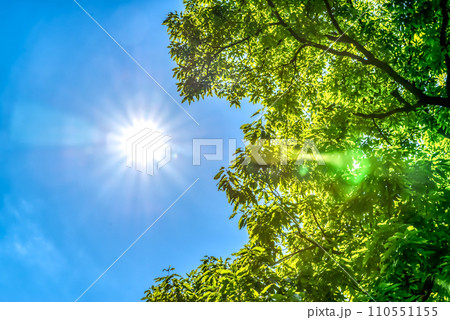 新緑　秋ヶ瀬公園 110551155