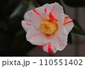 紅白つばき 110551402
