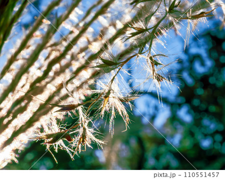 秋晴れの青空に映えるススキ(芒、薄)の種子と白毛 秋晴れの青空に映えるススキ(芒、薄)の種子と白毛 110551457