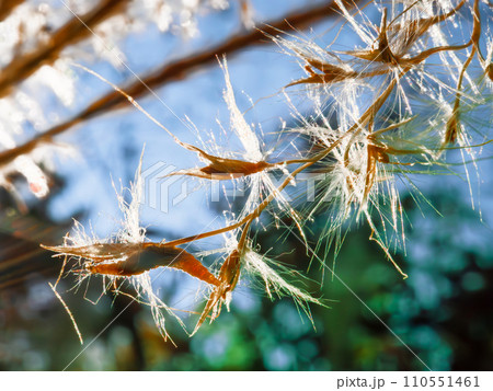 秋晴れの青空に映えるススキ(芒、薄)の種子と白毛 秋晴れの青空に映えるススキ(芒、薄)の種子と白毛 110551461
