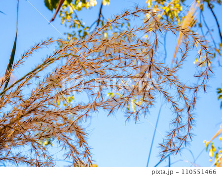 秋晴れの青空に映えるススキ（芒、薄）の種子と白毛 110551466