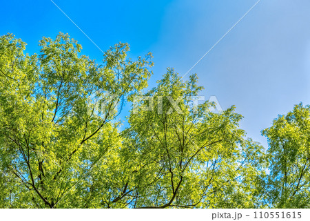 新緑　秋ヶ瀬公園 110551615