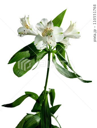 White Alstroemeria flower on white background White Alstroemeria flower on white background 110551768