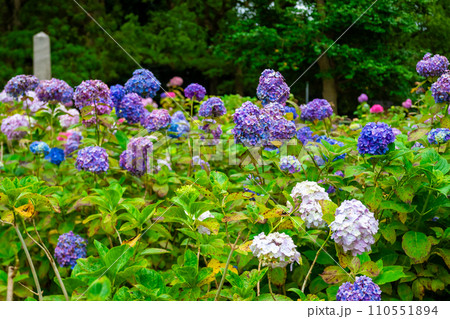 6月に京都市の藤森神社で見た、紫色や青色の紫陽花 110551894