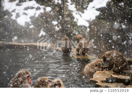 スノーモンキー（地獄谷野猿公苑） 110552019