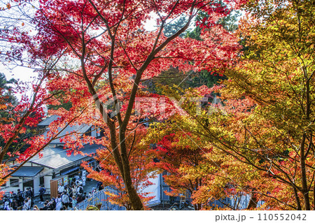 高尾山　高尾山薬王院　表参道（登山道一号路）　権現茶屋付近の紅葉風景 110552042