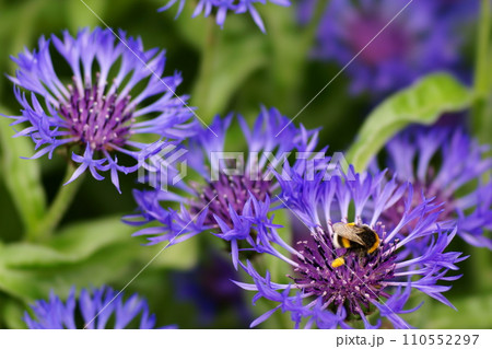 花の蜜を吸うミツバチ 110552297