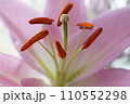 ユリの柱頭と雄しべ 110552298