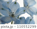 青い花クローズアップ 110552299