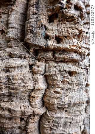 コルクガシの樹皮 110552477