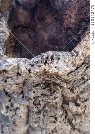 コルクガシの樹皮 110552479