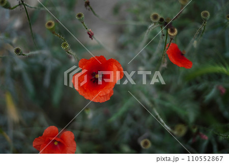 Flower poppy flowering on green background poppies flowers. Nature Flower poppy flowering on green background poppies flowers. Nature 110552867