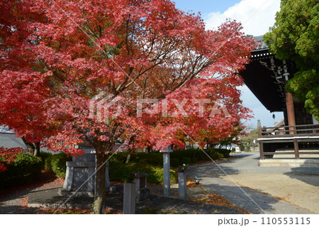 妙顕寺 境内の紅葉 京都市上京区 妙顕寺 境内の紅葉 京都市上京区 110553115